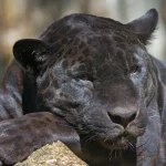 Rare Wild Animal Breeds