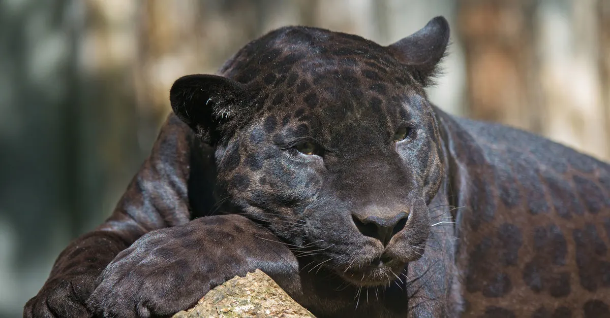 Rare Wild Animal Breeds