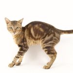 Rare Cat Breeds rare cat breeds