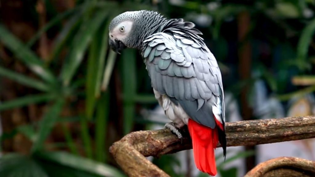 African Grey Parrots