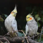 Cockatiels Parrots