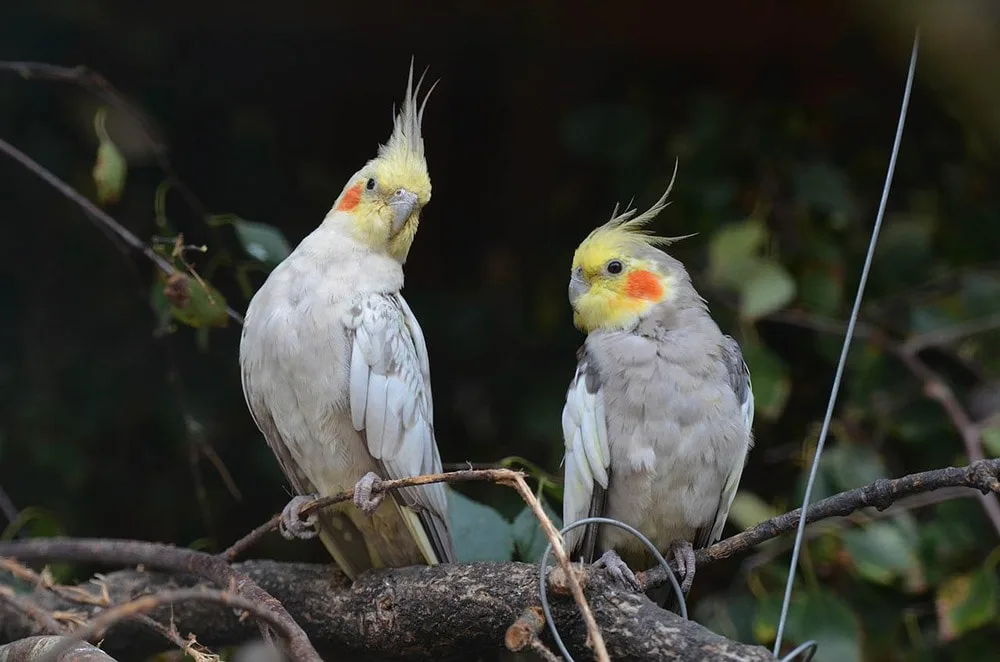 Cockatiels Parrots