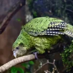 Kakapo Parrot