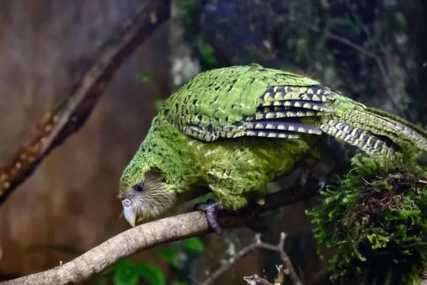 Kakapo Parrot