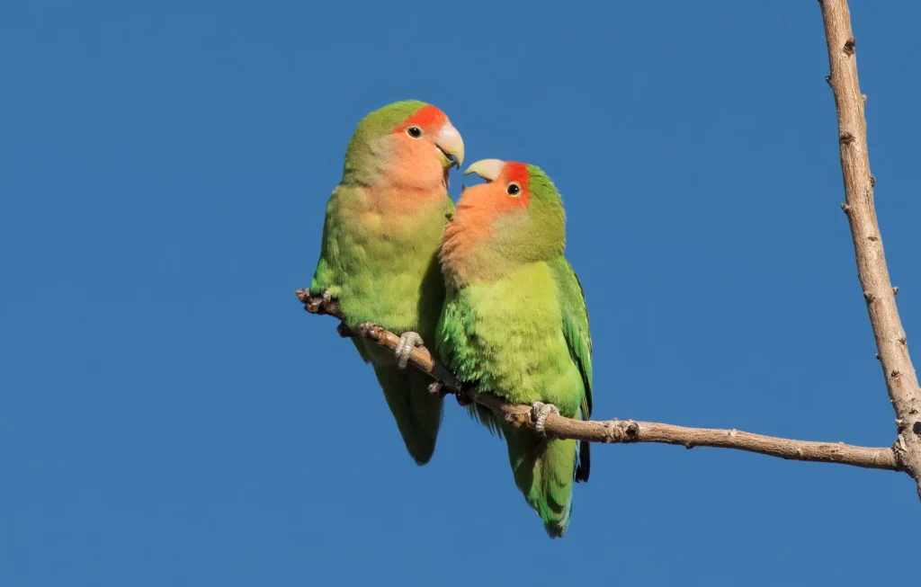 Lovebird Parrots