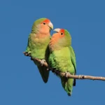 Lovebird Parrots