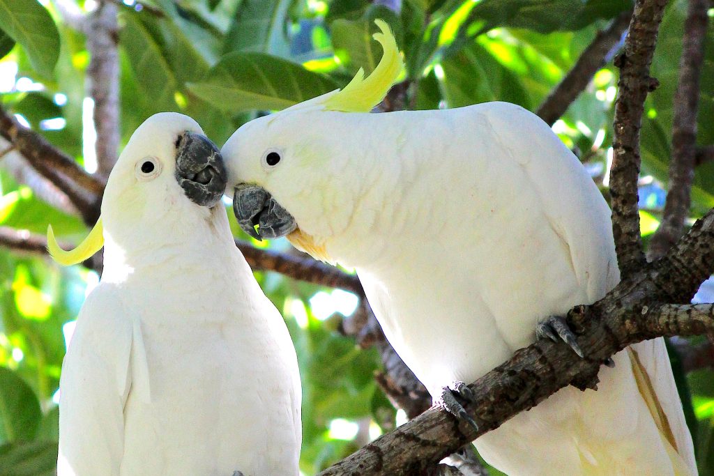 Cockatoos The Enchanting World Of These Charismatic Parrots Rare Cockatoos The Enchanting World Of These Charismatic Parrots Rare