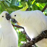 Cockatoos