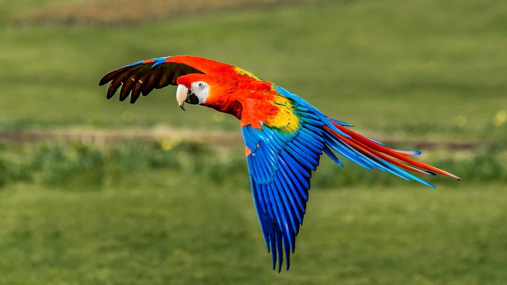 Macaw Parrots