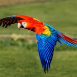 Macaw Parrots