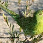 Spotted Ground Parrot