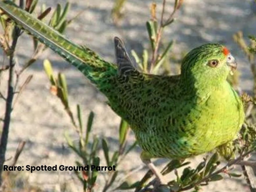 Spotted Ground Parrot