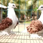 Frillback Pigeon