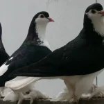 Lahore Pigeon