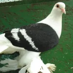 Saxon Shield Pigeon