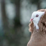 jacobin pigeon