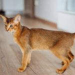 Abyssinian Cat – The Elegant Explorer of the Feline World Abyssinian Cat