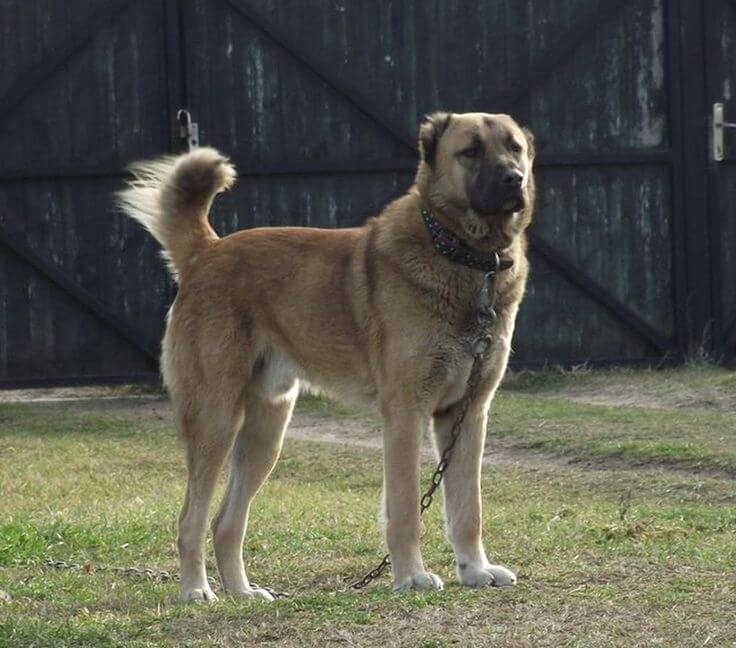 Afghan-Kuchi-Dog