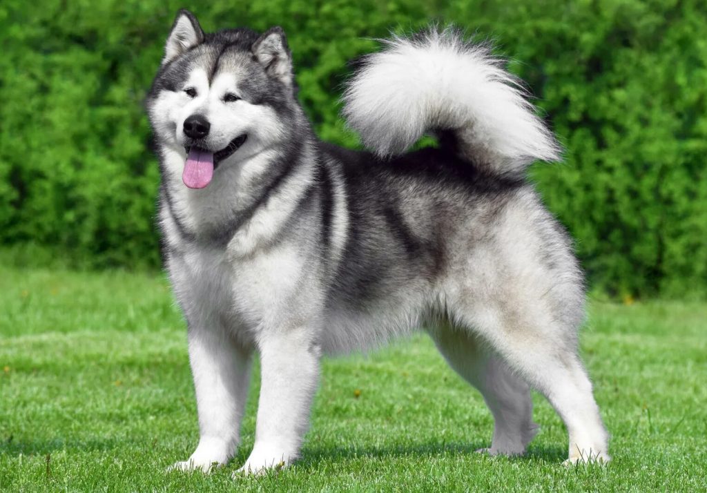 Alaskan Malamute