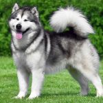 Alaskan Malamute