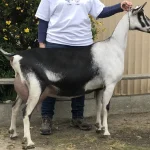 Alpine Goat