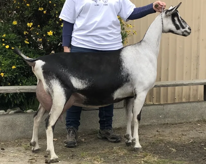 Alpine Goat