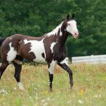 American Paint Horse