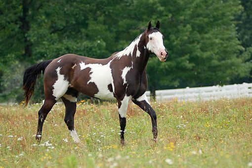 American Paint Horse
