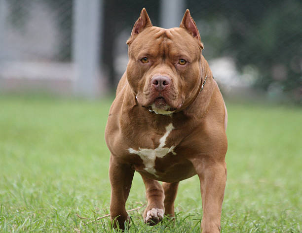 American Pit Bull