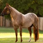 American Quarter Horse