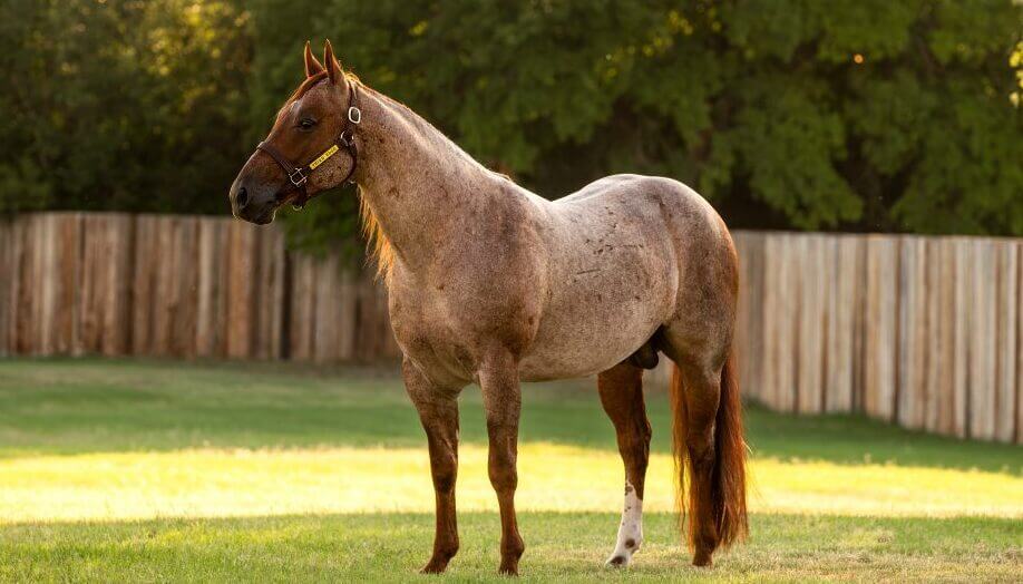 American Quarter Horse