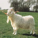 Angora Goat