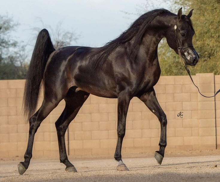 Arabian Horse