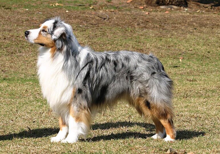 Australian Shepherd