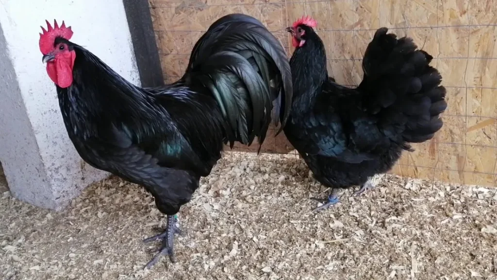 Australorp Chicken
