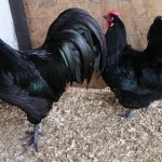 Australorp Chicken
