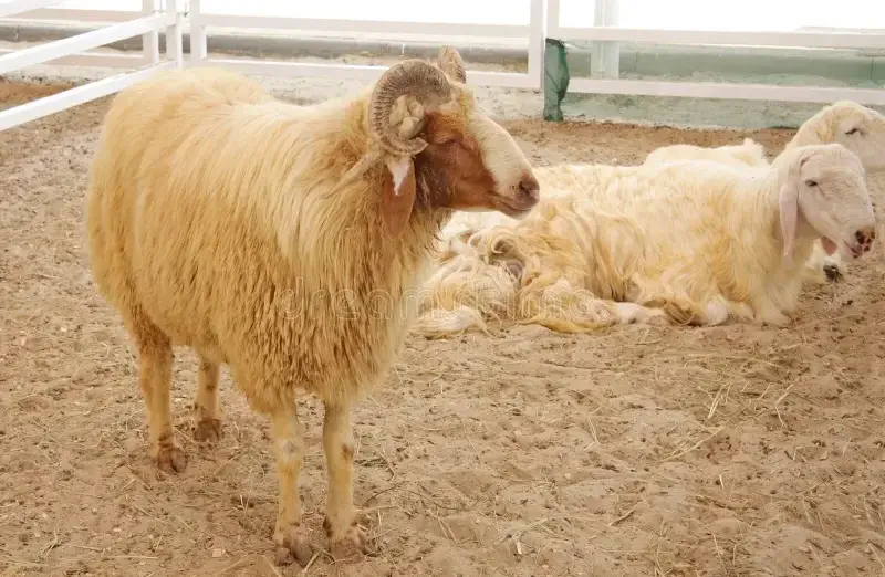 Awassi Sheep