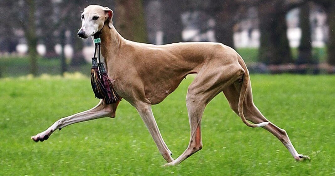 Azawakh dog