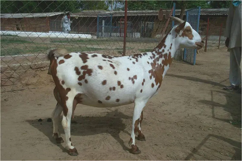 Barbari Goat