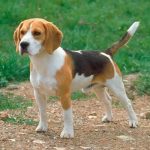 Beagle