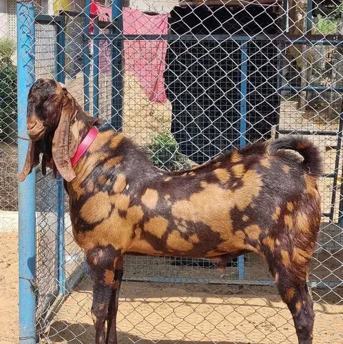 Beetal Goat