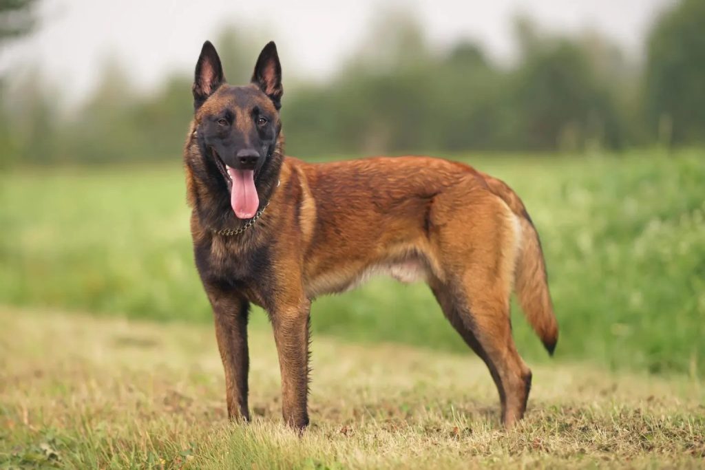 Belgian-Malinois