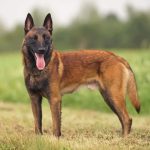 Belgian-Malinois