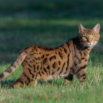 Bengal Cat