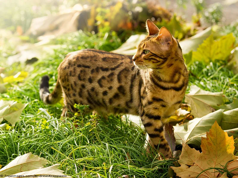 Bengal Cat
