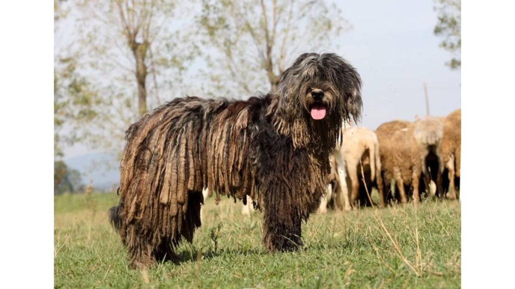 Bergamasco Shepherd