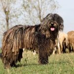Bergamasco Shepherd