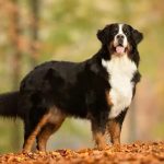 Bernese Mountain Dog