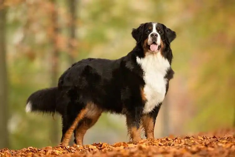 Bernese Mountain Dog
