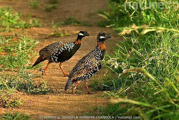 Black Francolin